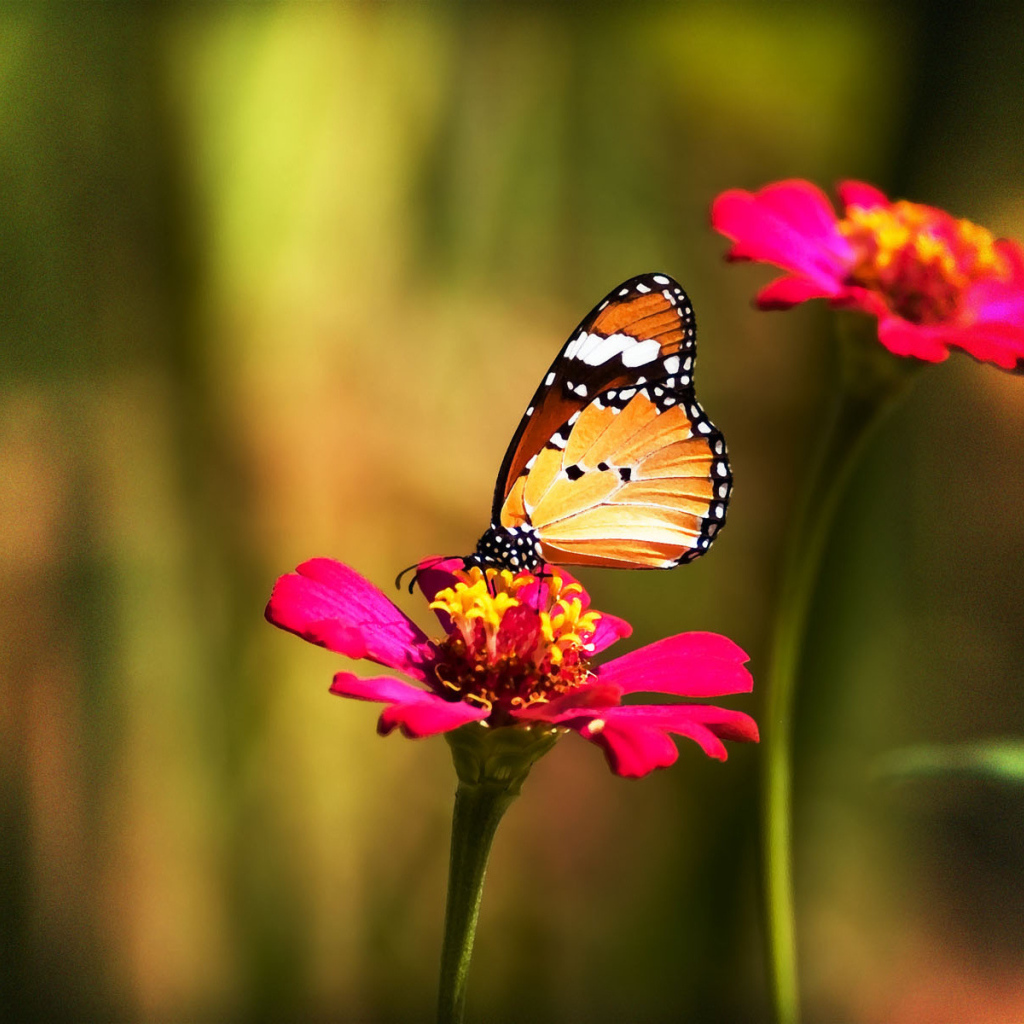 Бабочка на красном цветке