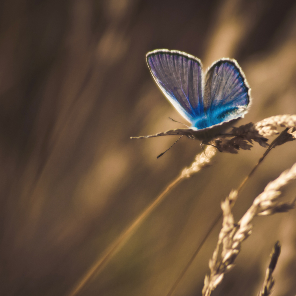 Бабочка на траве