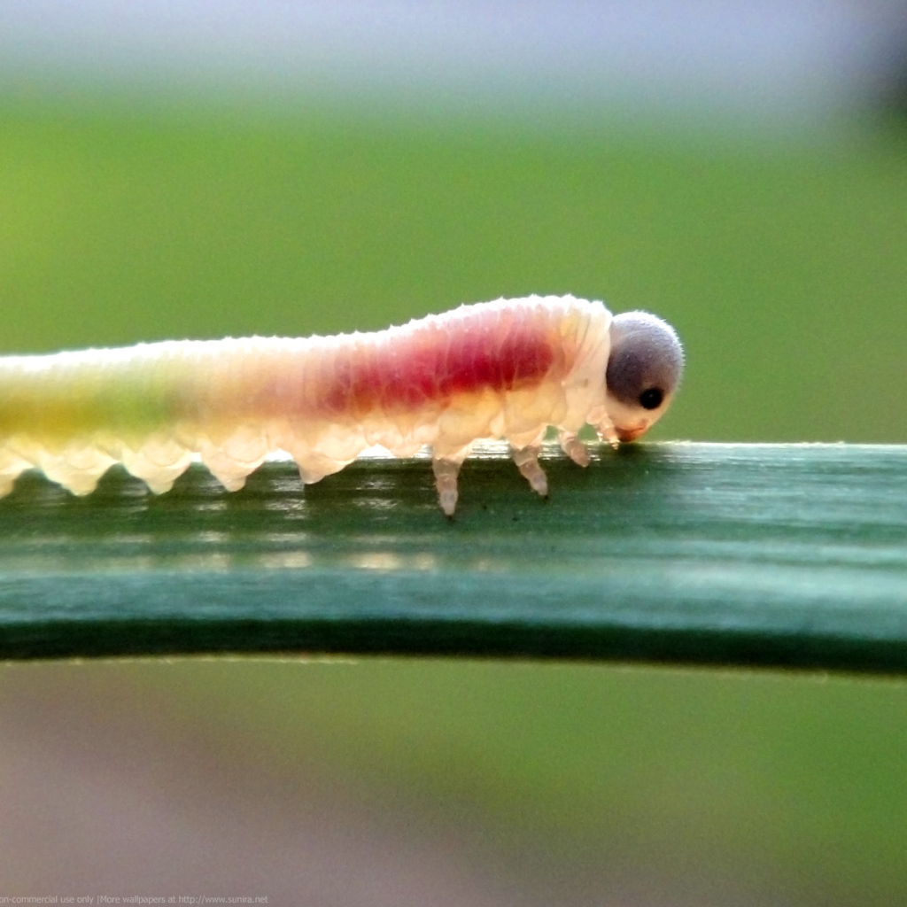 Гусеница на листке
