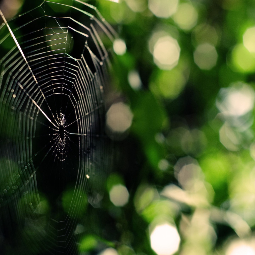 Паутина на зеленой природе