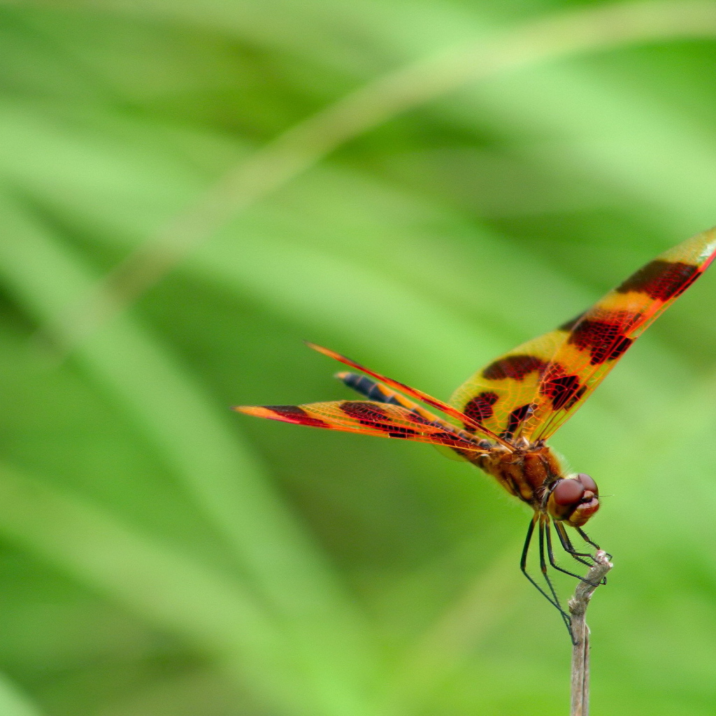 Цветная стрекоза