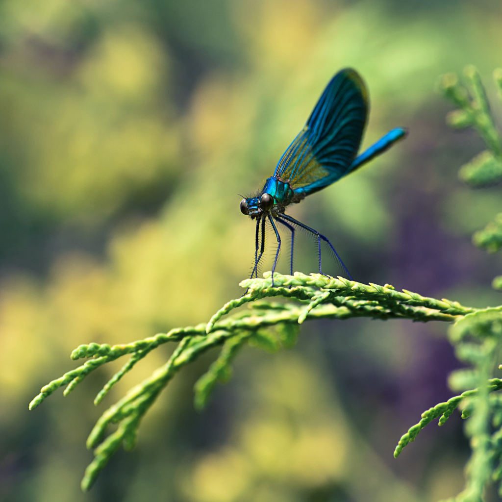 Стрекоза на ветке