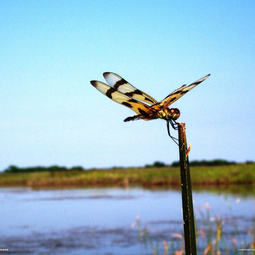 Стрекоза на палке