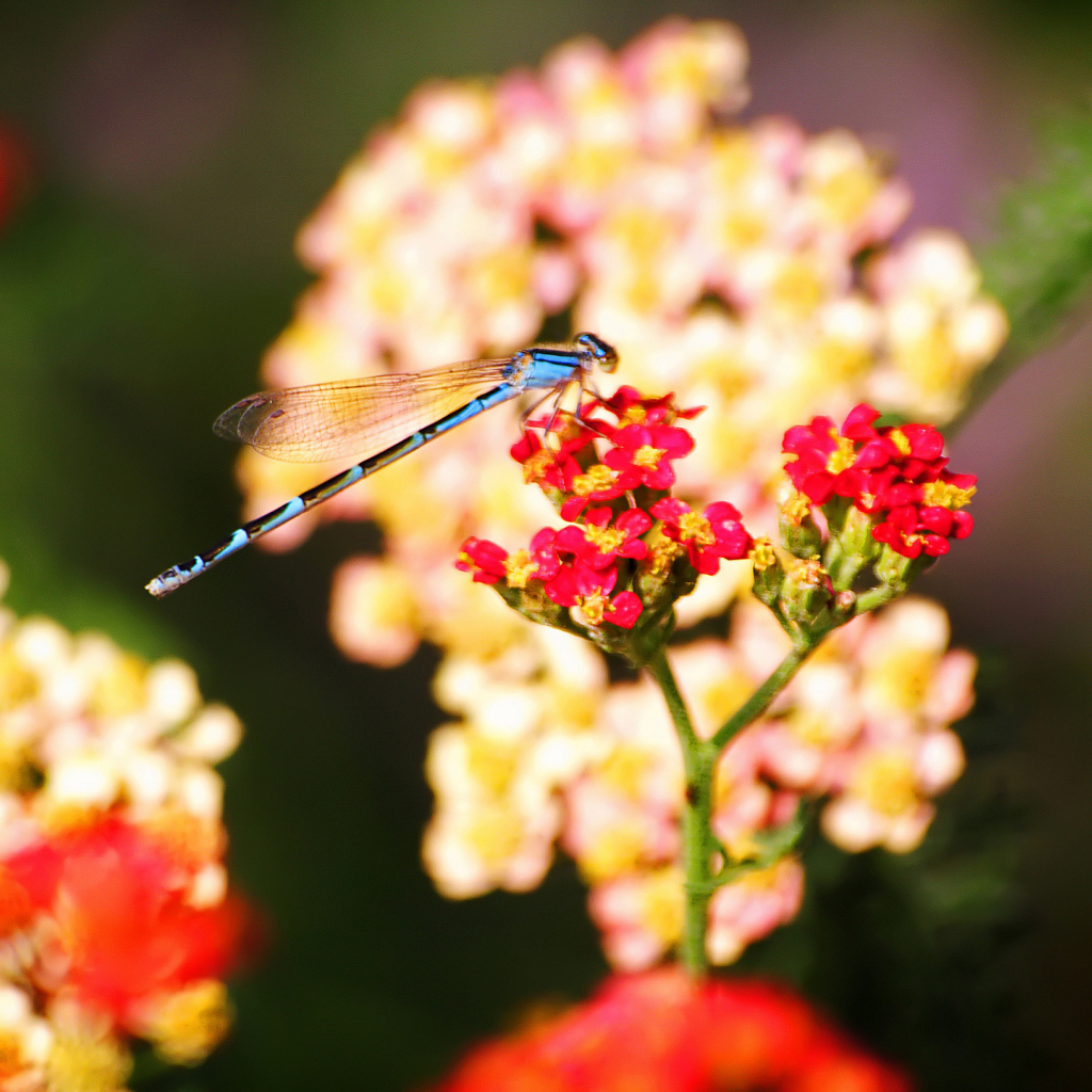 Стрекоза на цветке