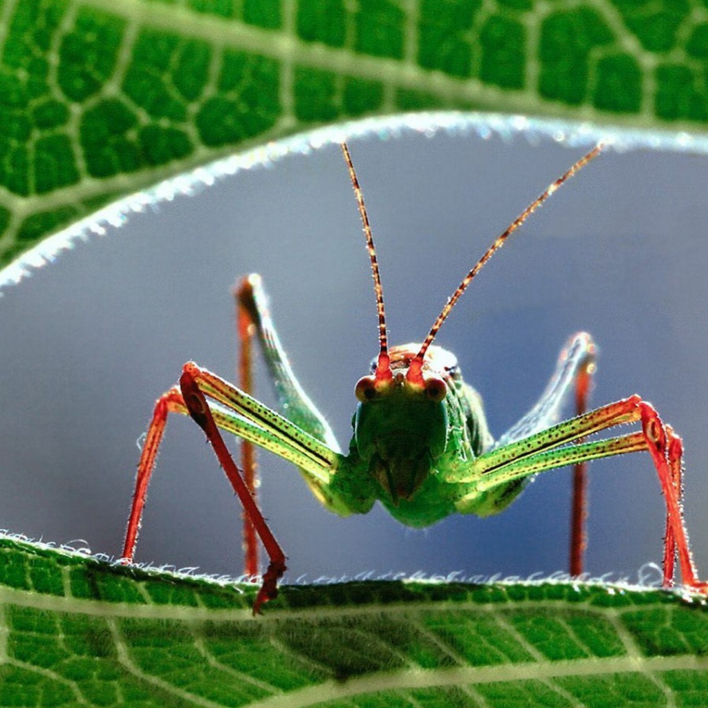 Кузнечик на листе