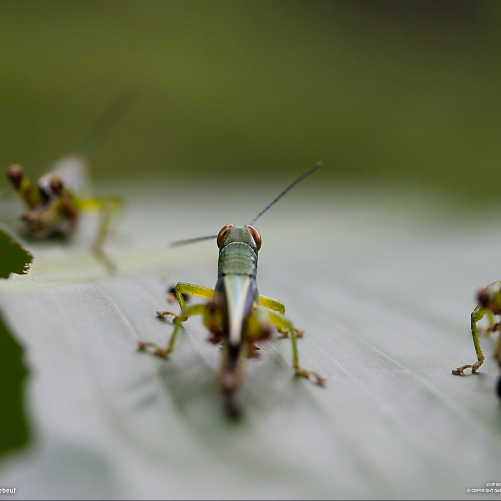Саранча на листке