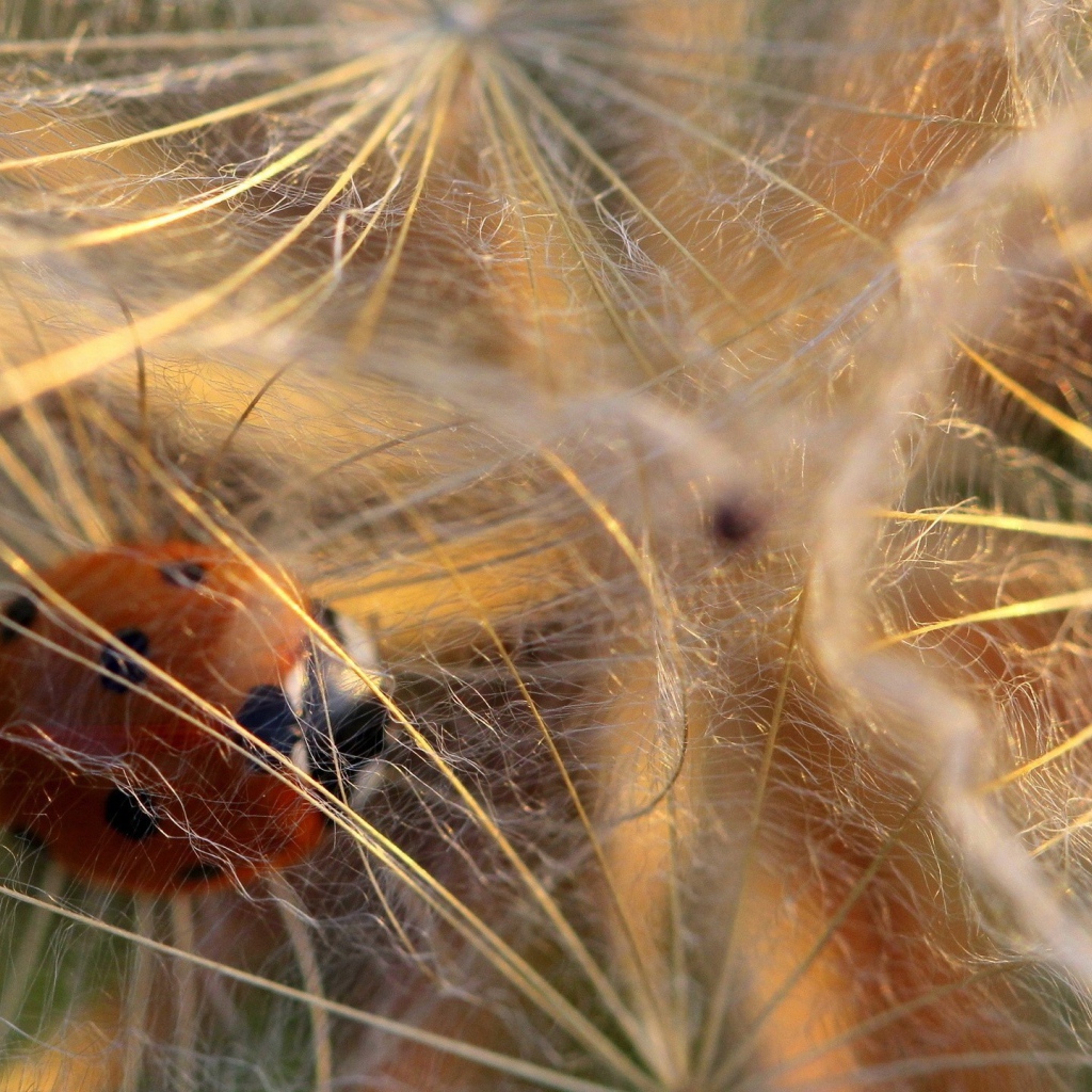 Божья коровка в паутине
