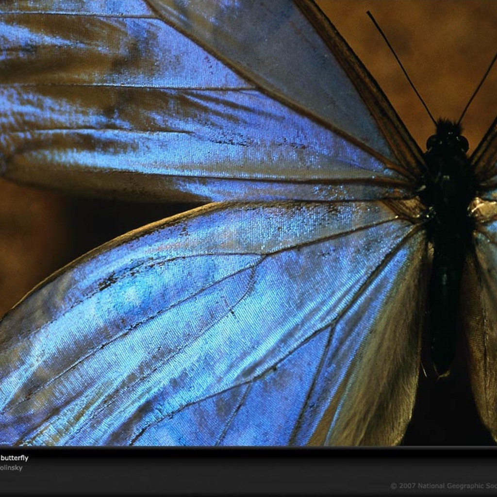 Большая голубая бабочка