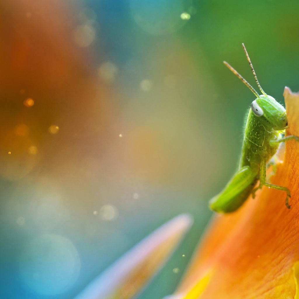 Саранча ест лист