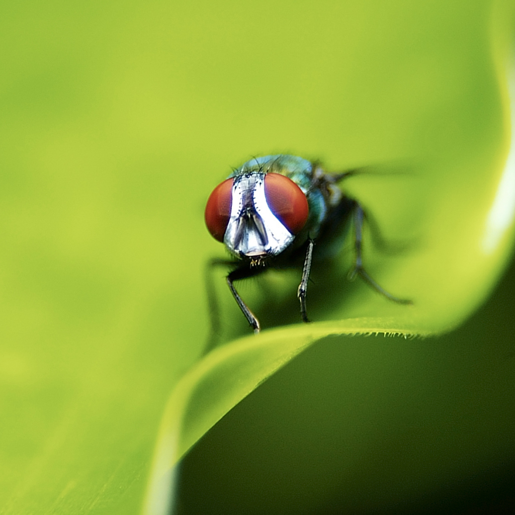 Портрет мухи