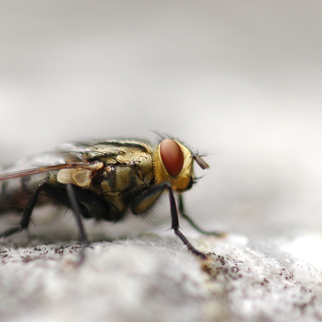 	   Portrait flies closeup