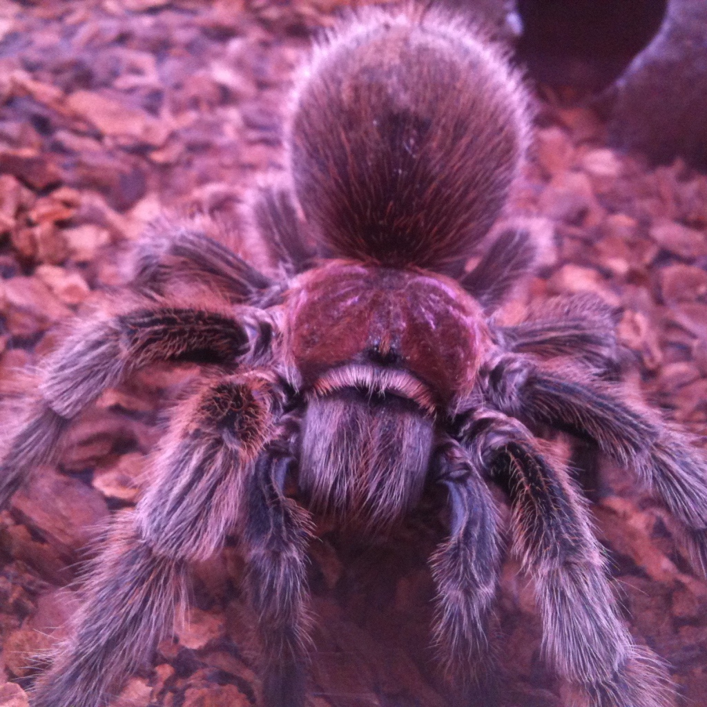 Паук тарантул