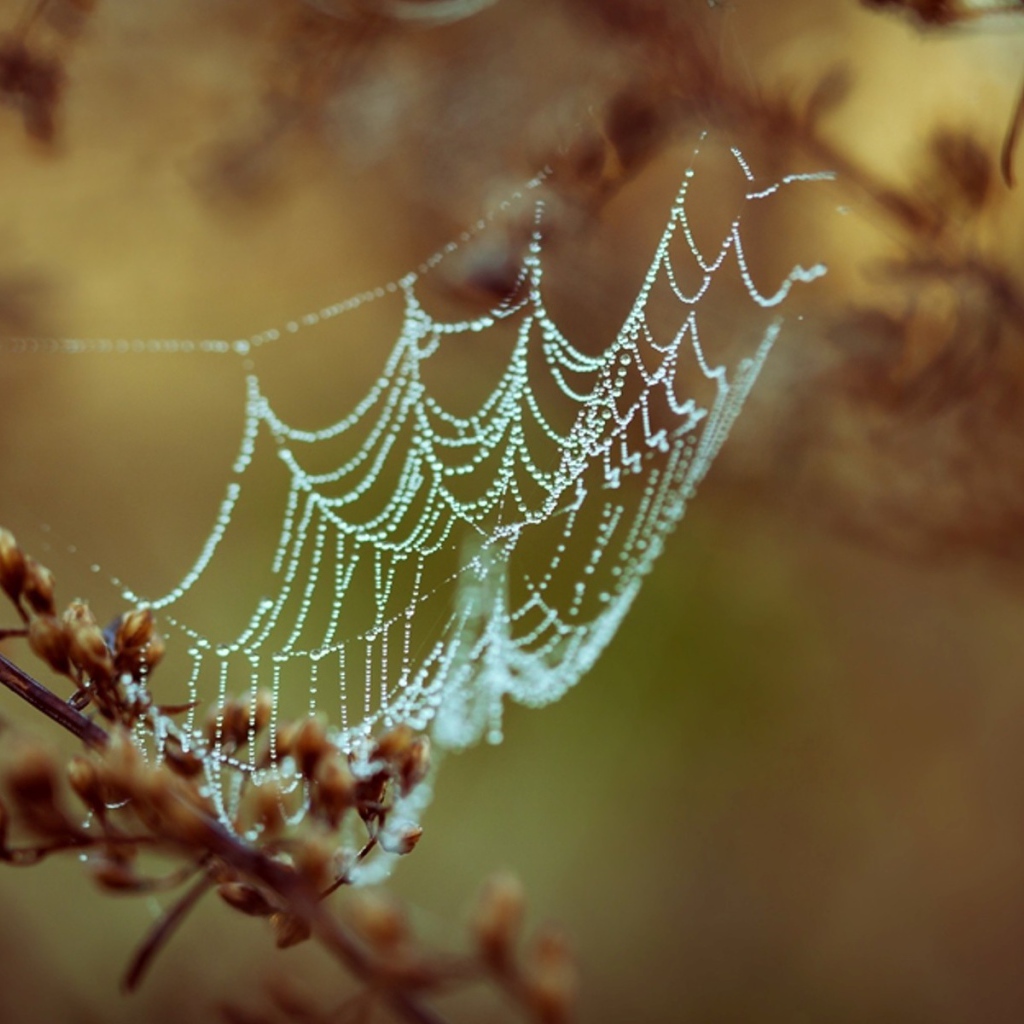 Паутина с каплями росы