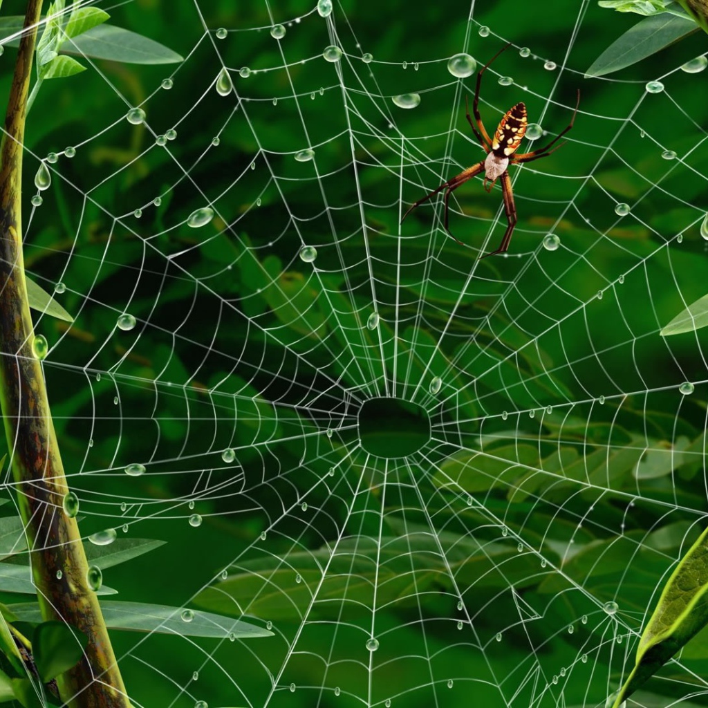 Паутина с каплями воды