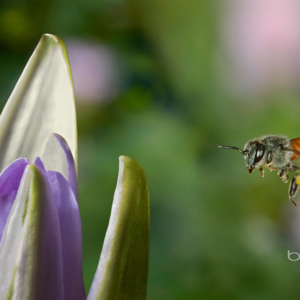 Пчела летит к цветку