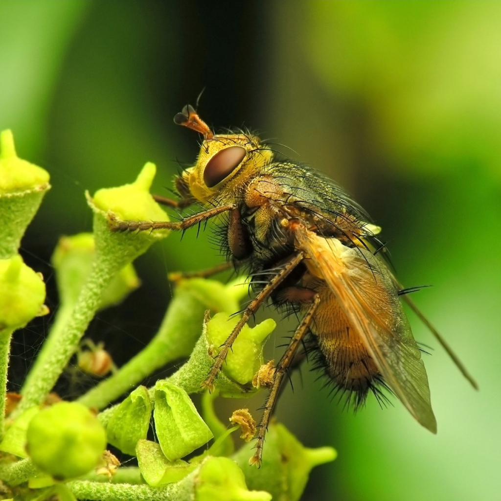 Муха на цветке