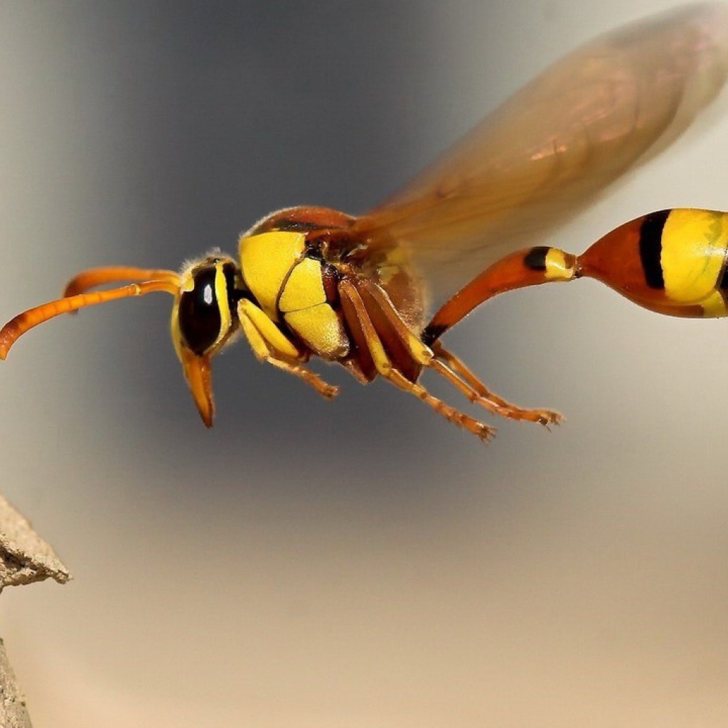 	   Wasp in flight