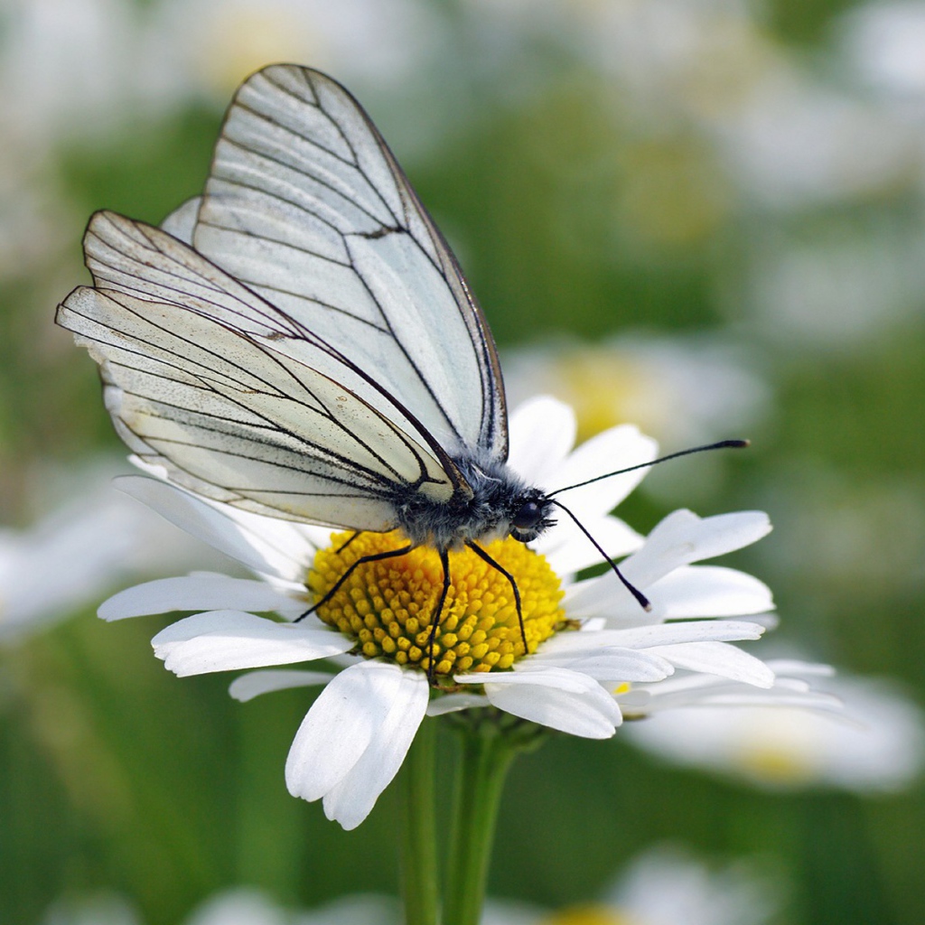 	   White butterfly on camomile
