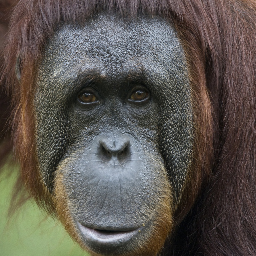 Портрет на память