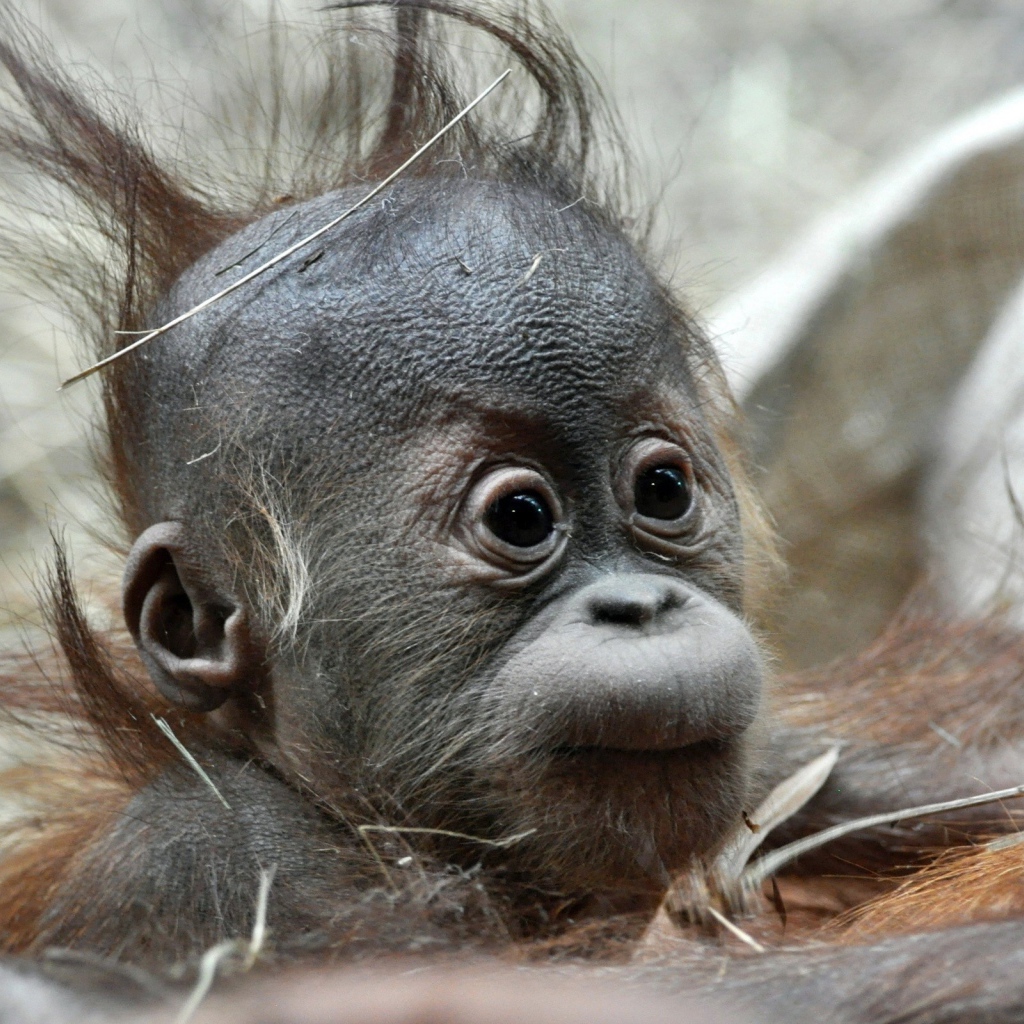 Детеныш обезьяны