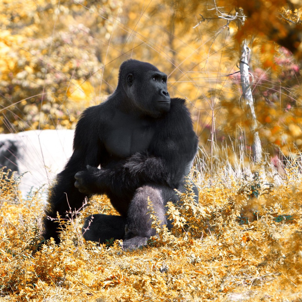 Горилла позирует фотографу