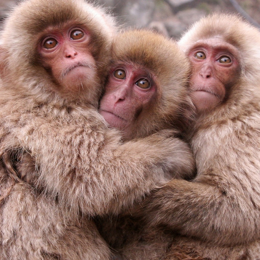 Японские макаки