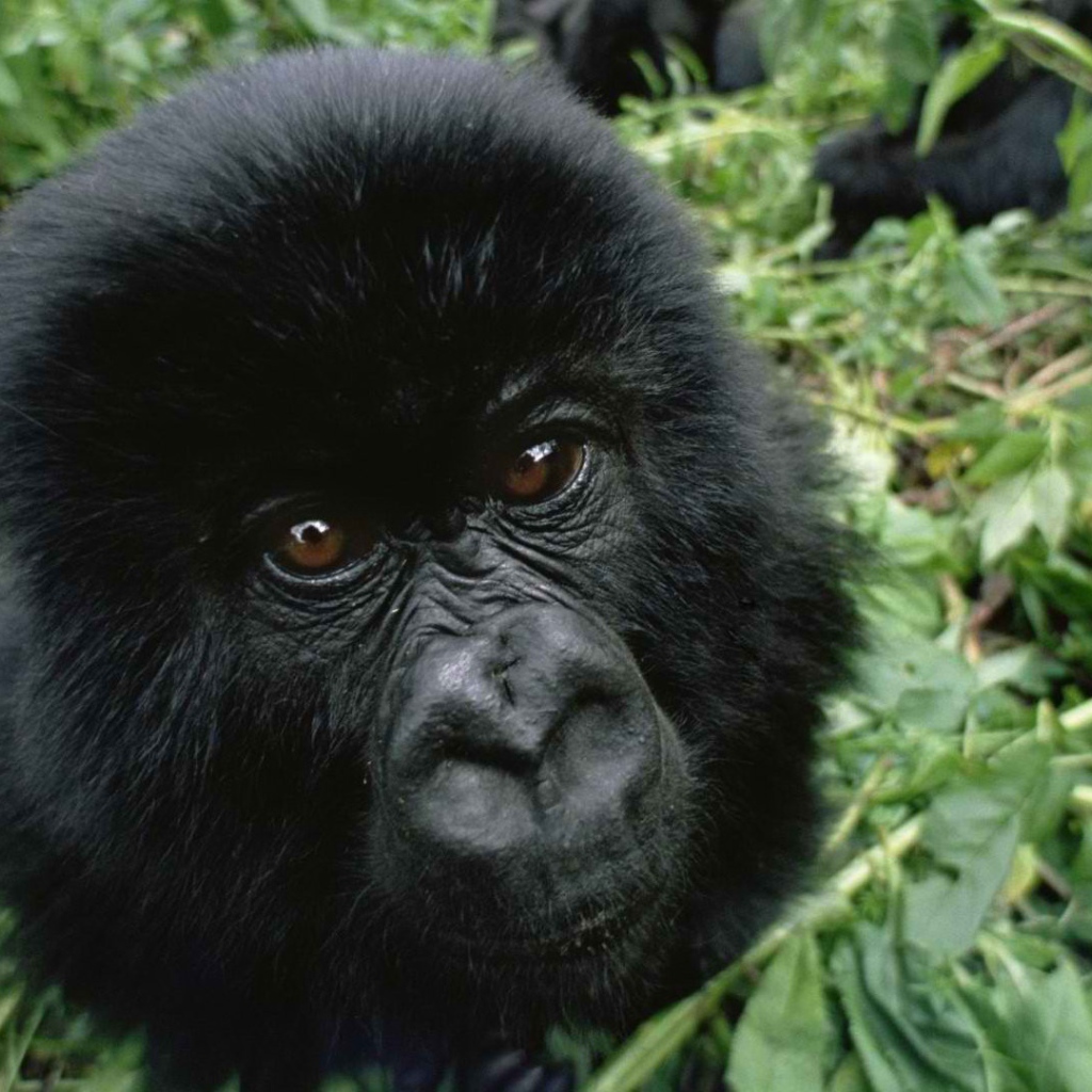 Взгляд детеныша гориллы