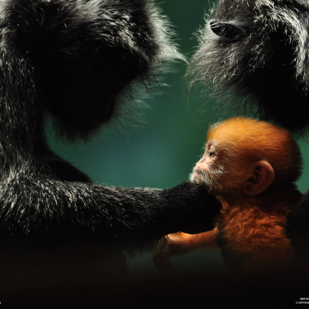 Обезьянья семья