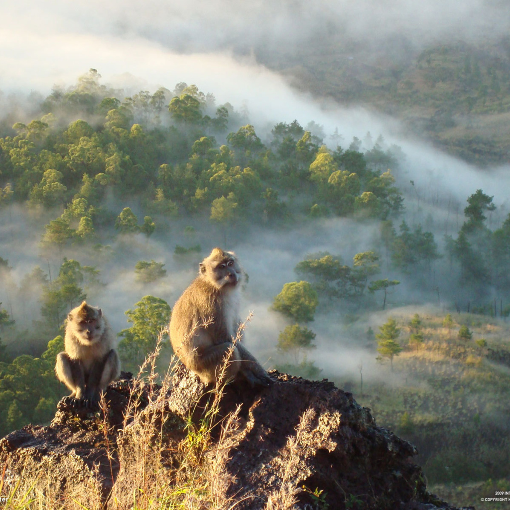 Обезьяны сидят на скале