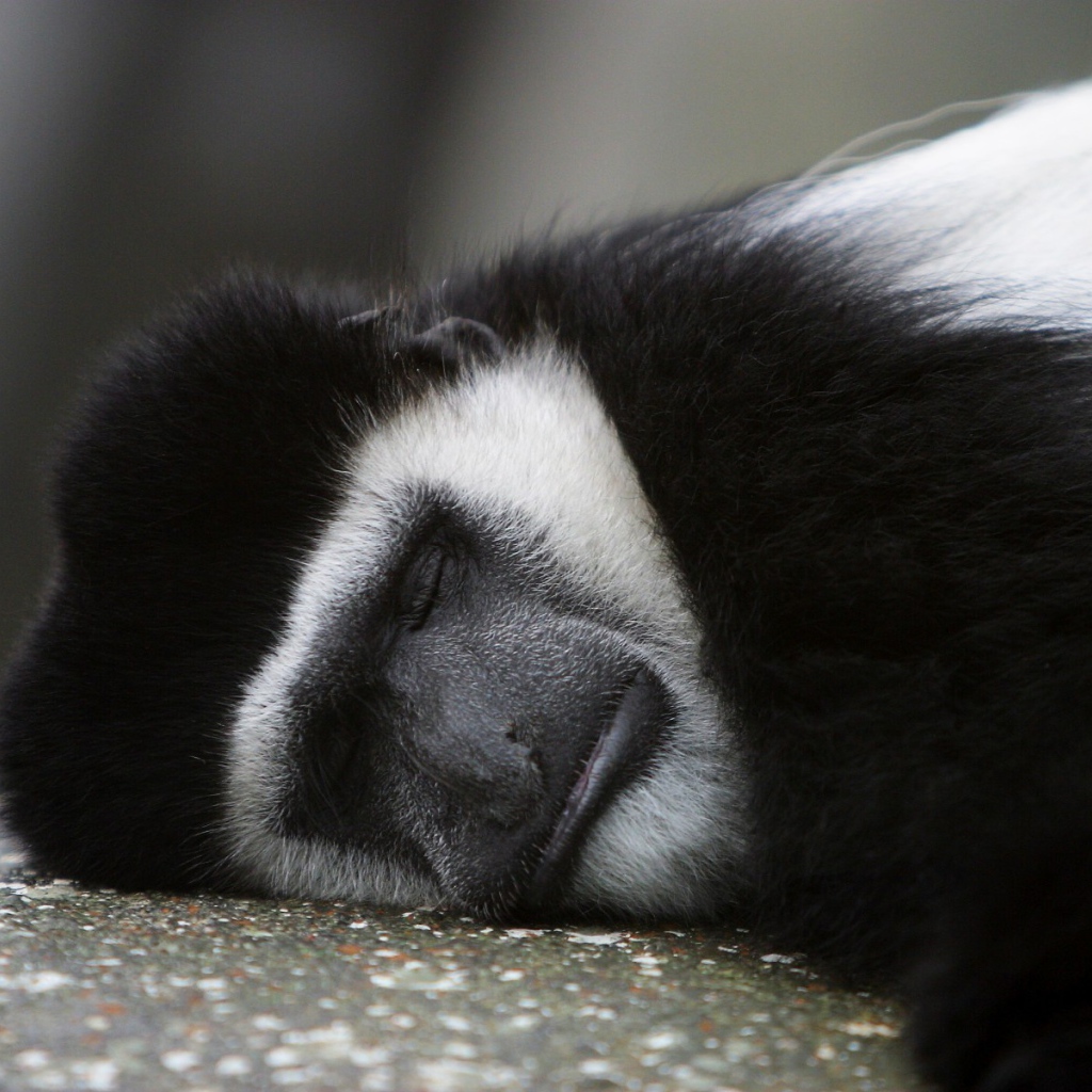 Обезьяна спит