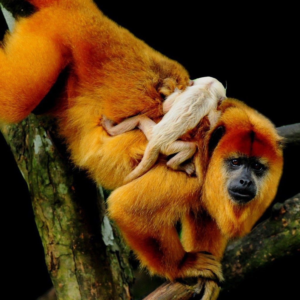 Обезьяна с детенышем на спине