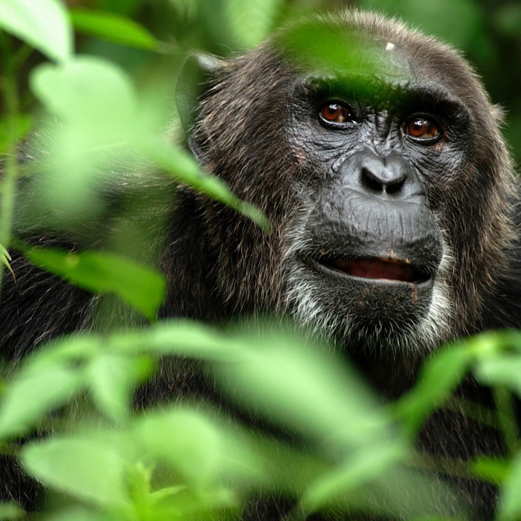 Портрет гориллы