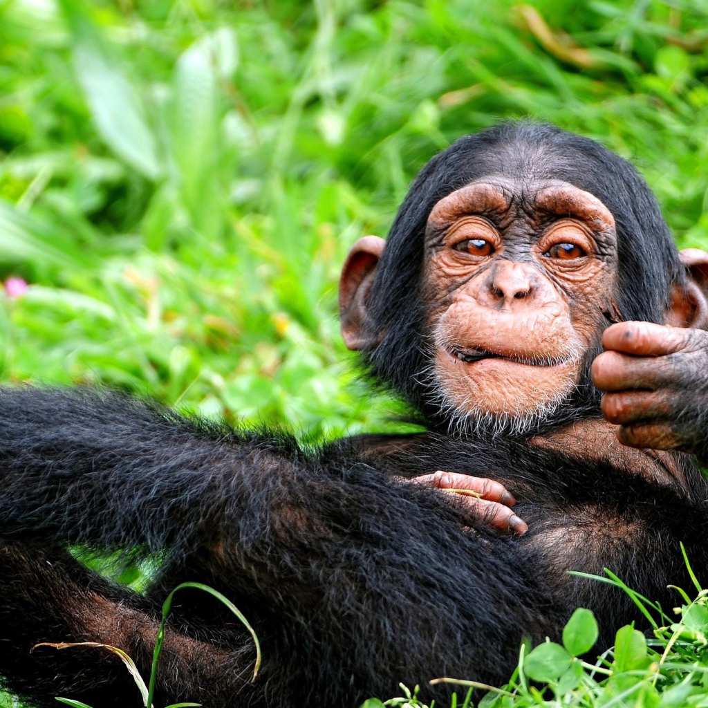 Детеныш обезьяны