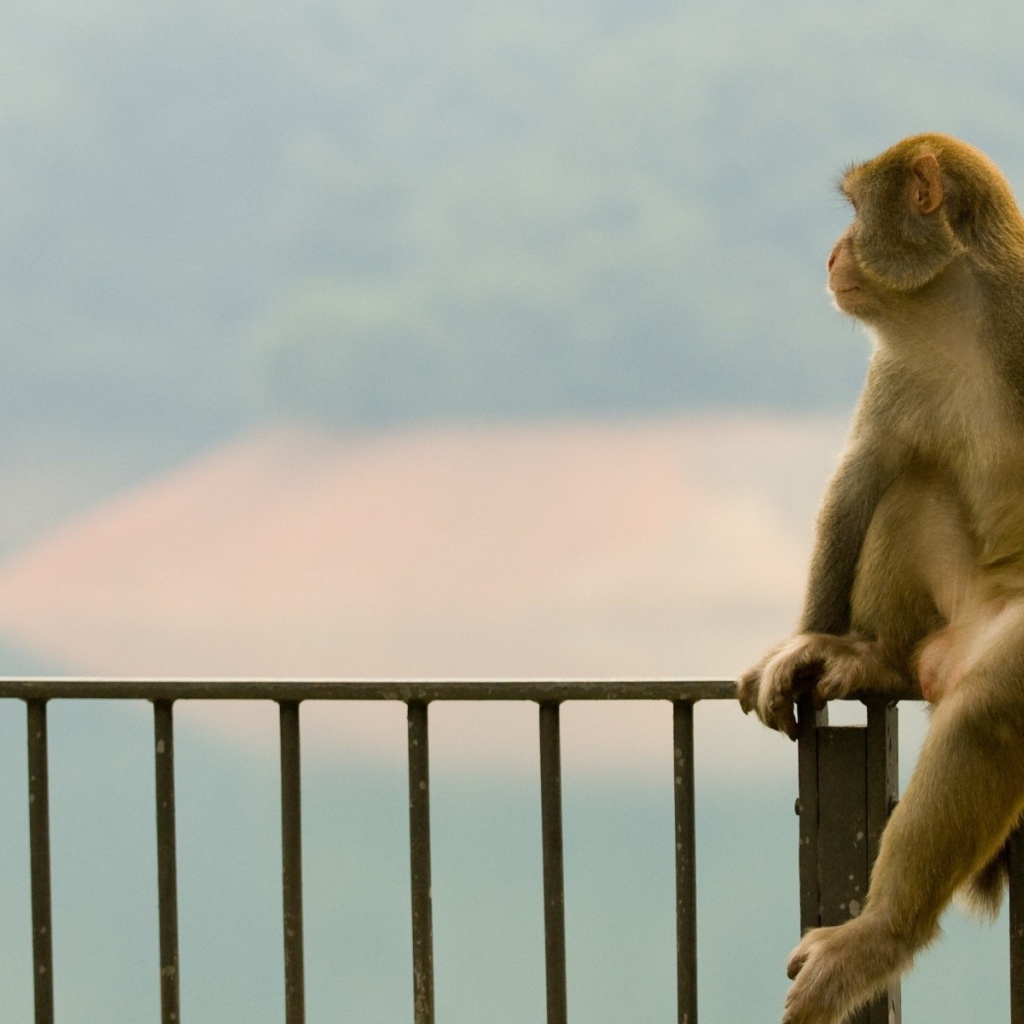 Обезьяна сидит на заборе