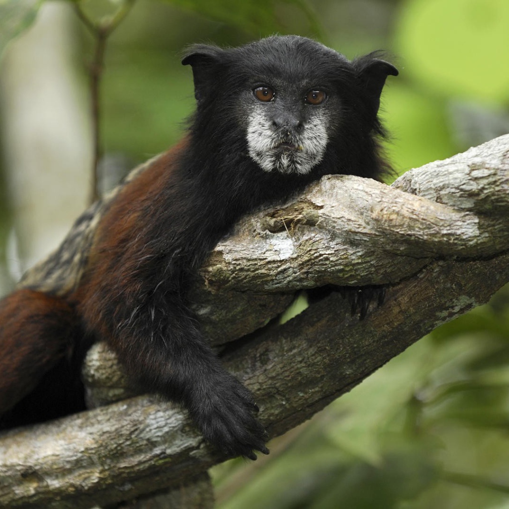 Тамарин в национальном парке Перу
