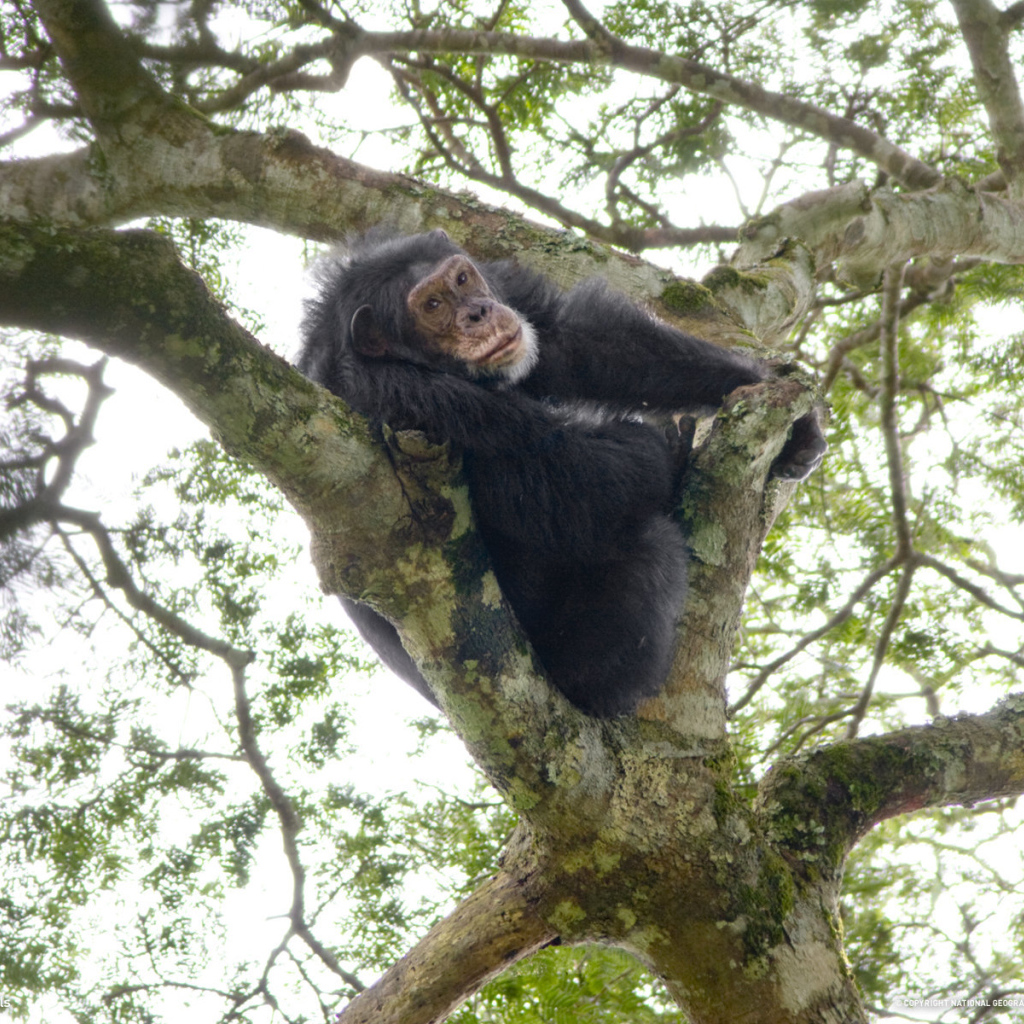 Шимпанзе на дереве