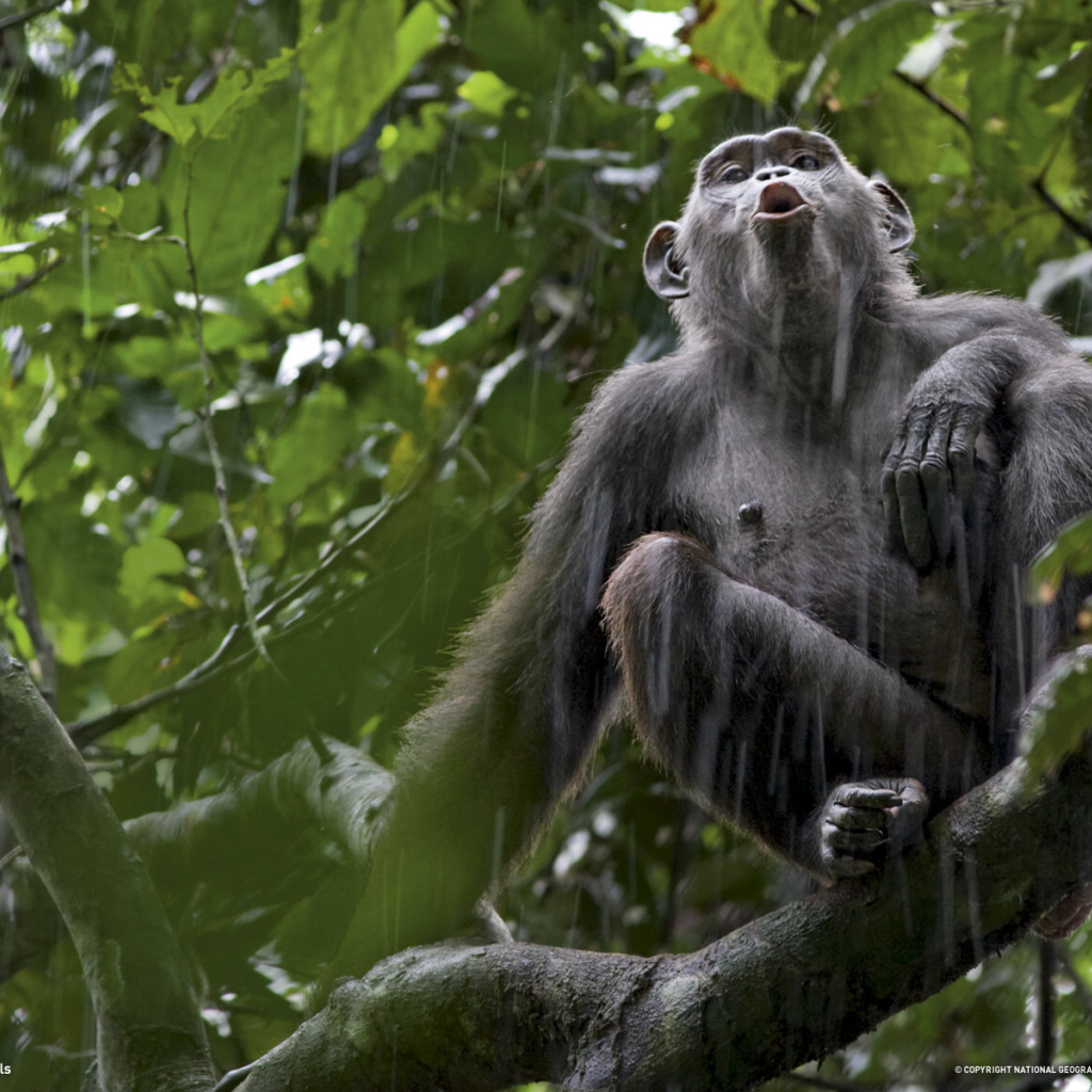 Обезьяна под дождем