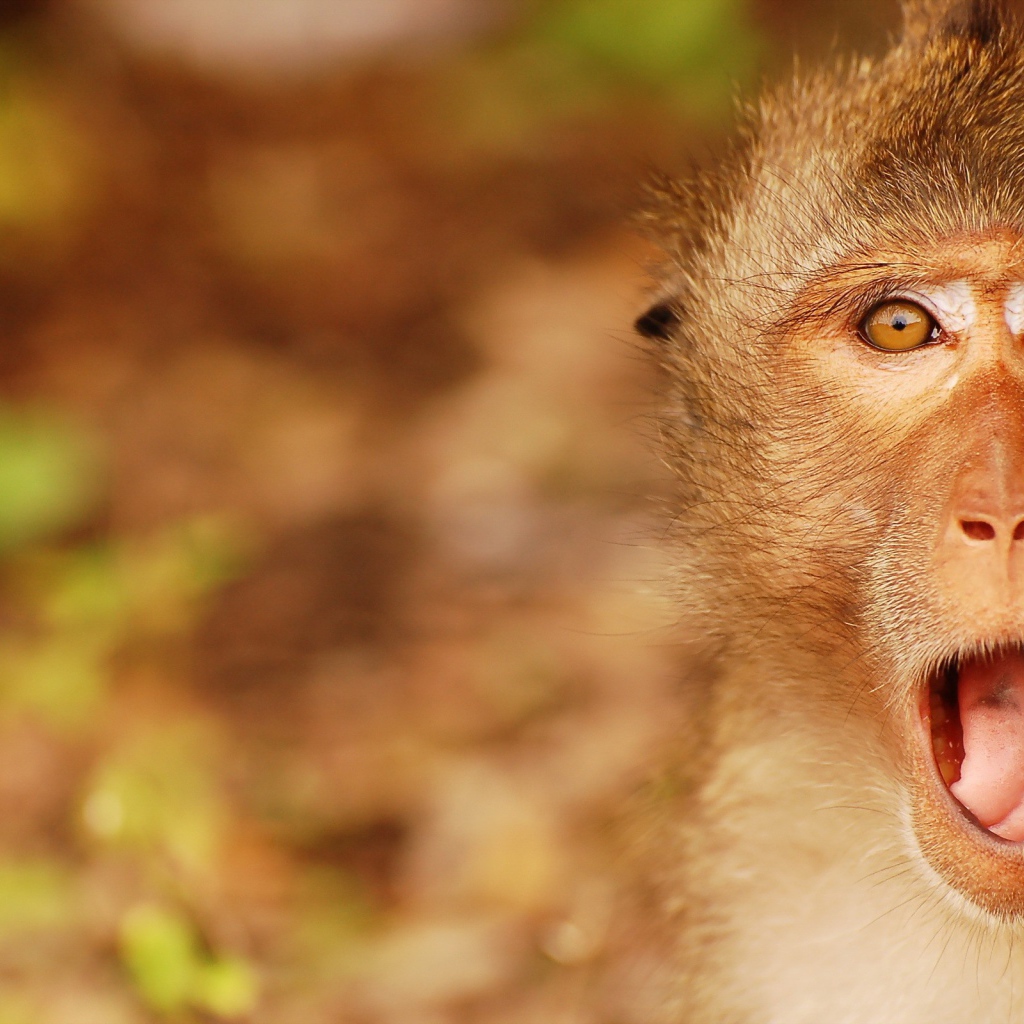 Обезьяна открыла рот