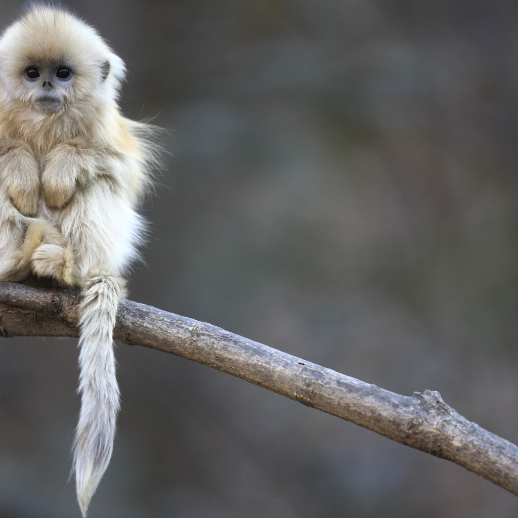 Маленькая обезьянка сидит на ветке