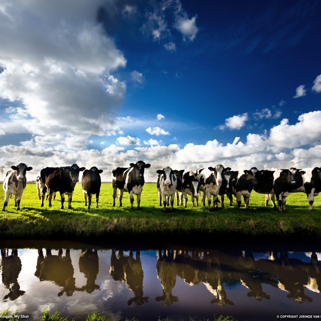 Коровы на берегу реки