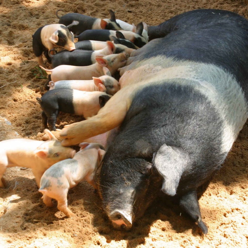 Свинья с поросятами