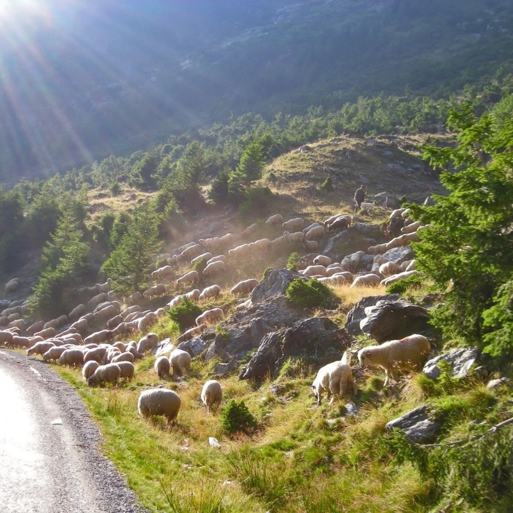 Стадо овец переходит дорогу