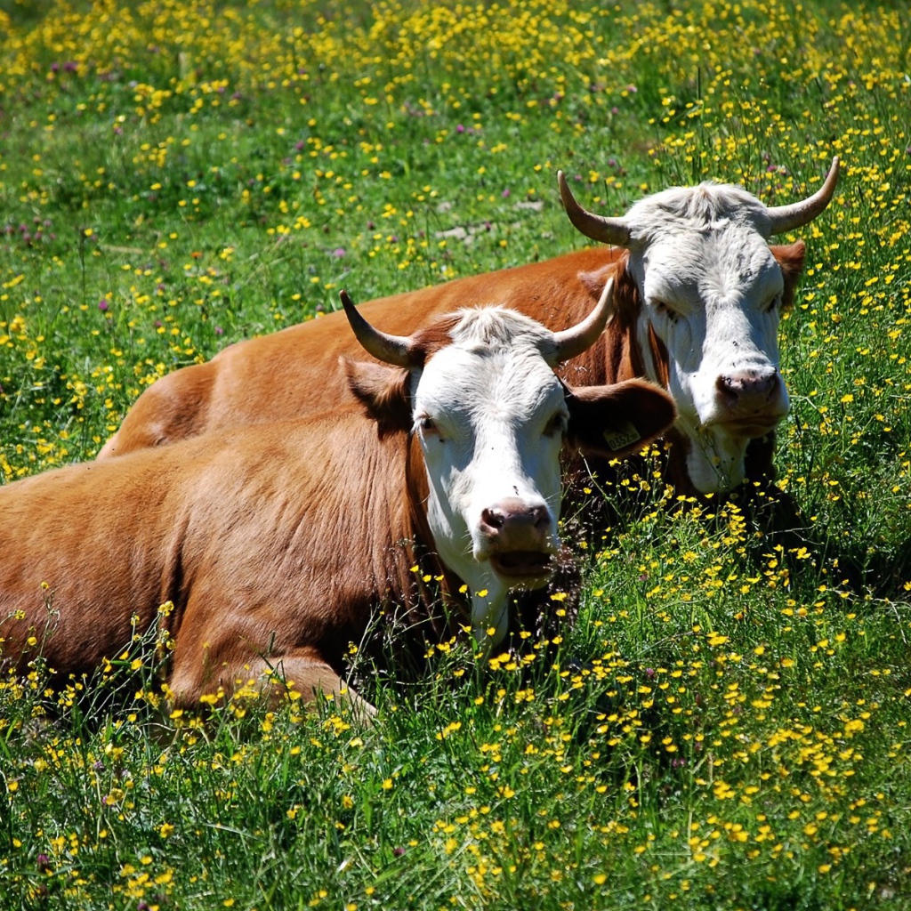 Коровы лежат в траве