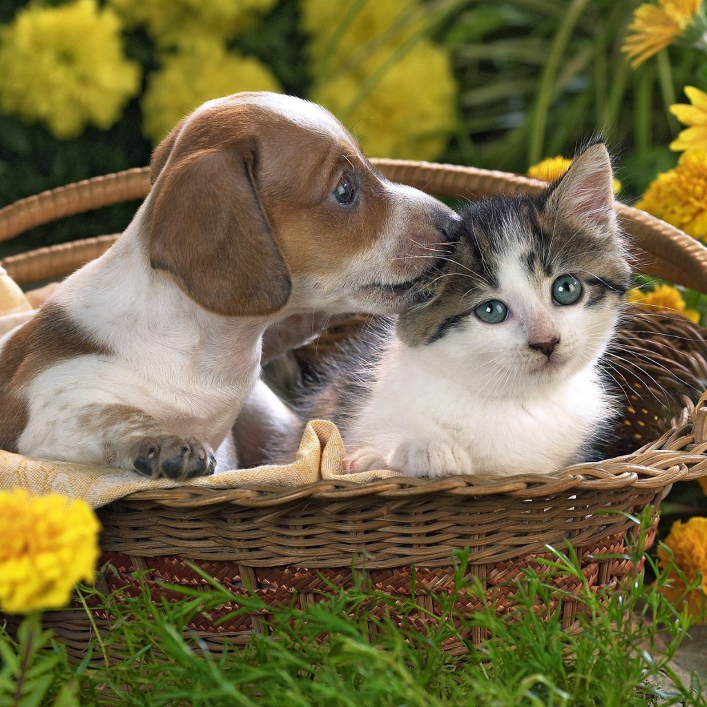 Щенок и котенок в одной корзине