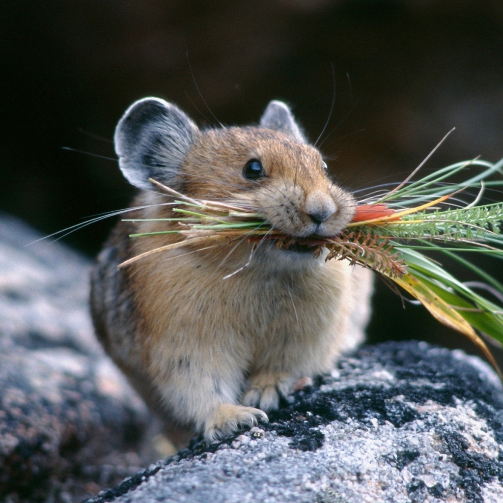 Хомяк с травой