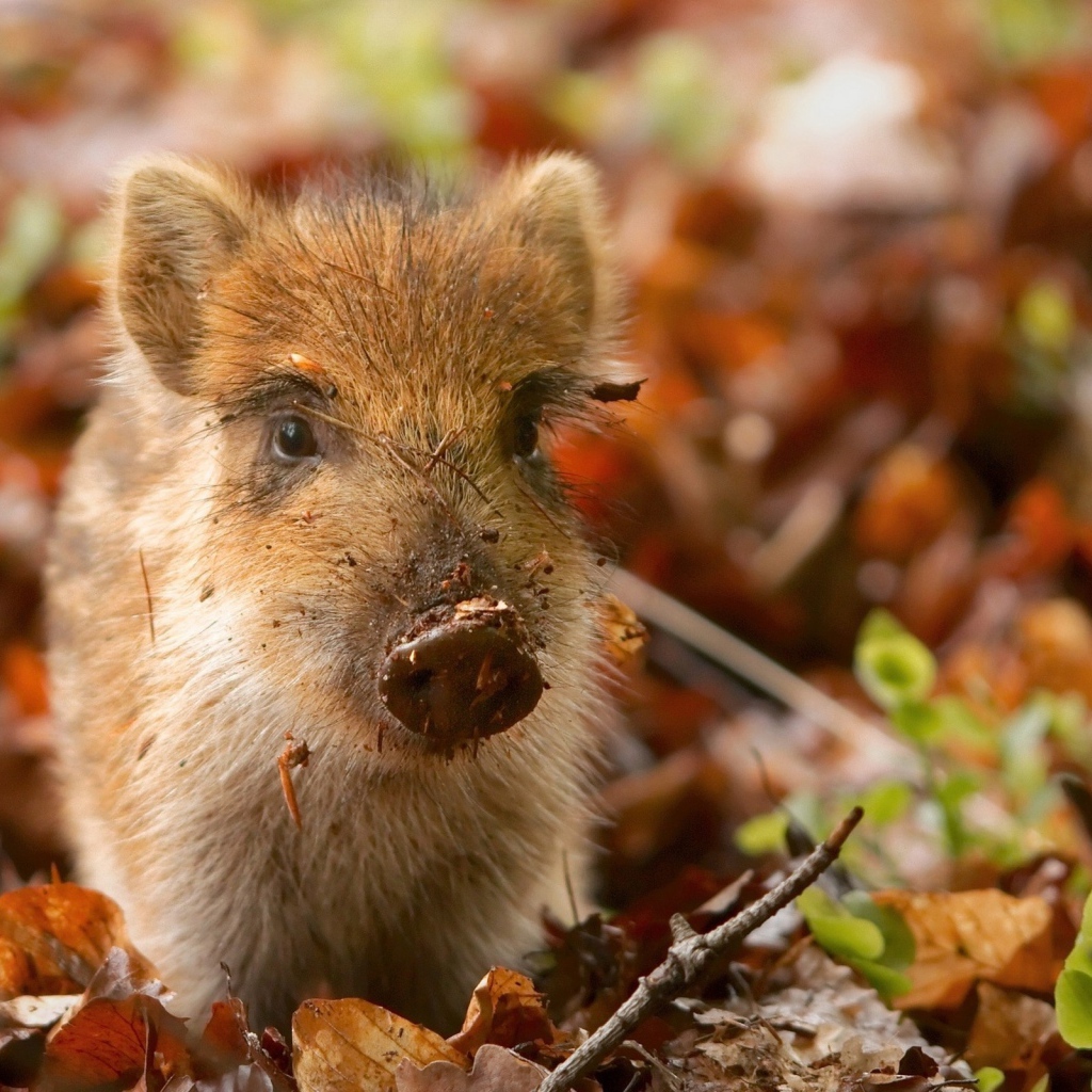 Маленький дикий поросенок