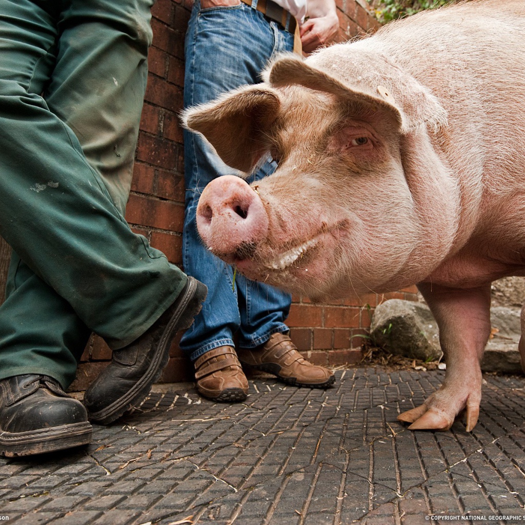 Свинья на улице города