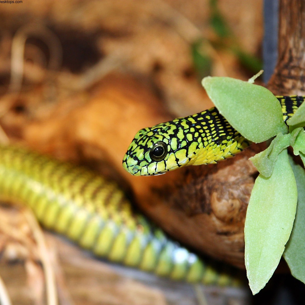 Зеленая змея