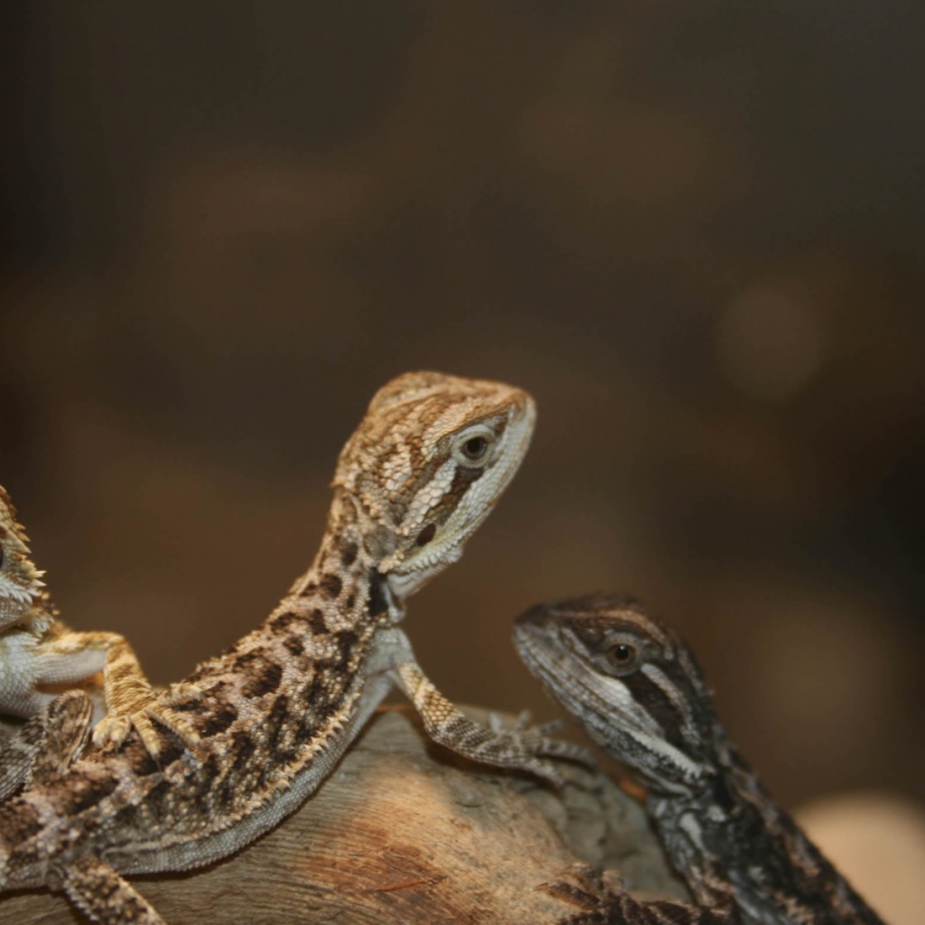 Бородатый дракон