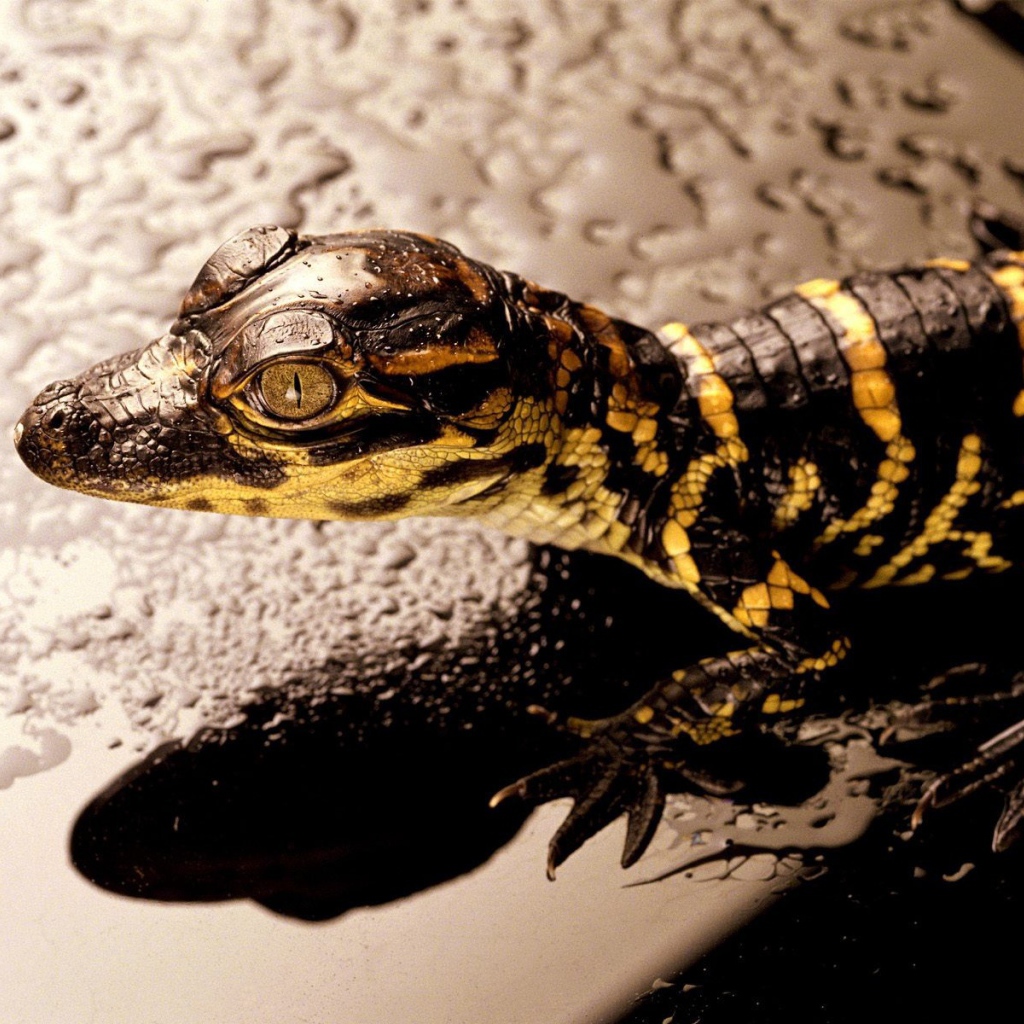 Коричневая ящерица